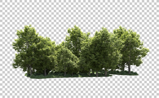 Forêt Verte Isolée Sur Le Fond Illustration De Rendu 3d