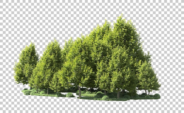 Forêt Verte Isolée Sur Le Fond Illustration De Rendu 3d