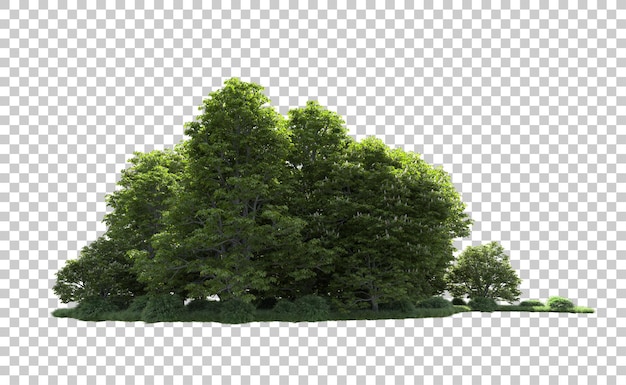 Forêt Verte Isolée Sur Le Fond Illustration De Rendu 3d