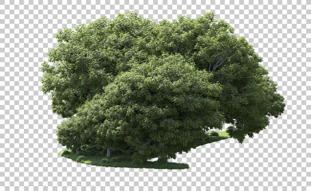 PSD forêt verte isolée sur le fond illustration de rendu 3d