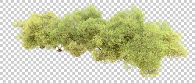 Forêt Verte Isolée Sur Le Fond Illustration De Rendu 3d