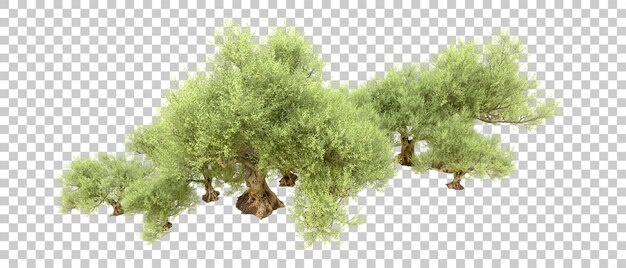 PSD forêt verte isolée sur le fond illustration de rendu 3d