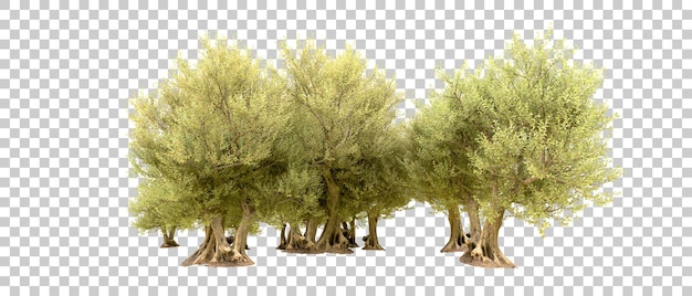 PSD forêt verte isolée sur le fond illustration de rendu 3d