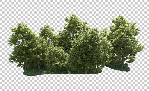 PSD forêt verte isolée sur le fond illustration de rendu 3d