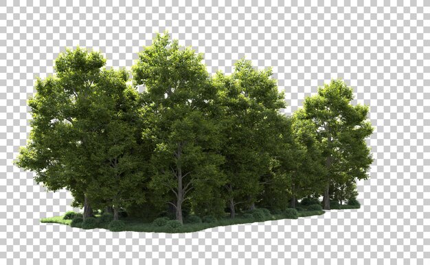 PSD forêt verte isolée sur le fond illustration de rendu 3d