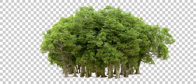 PSD forêt verte isolée sur fond transparent illustration de rendu 3d