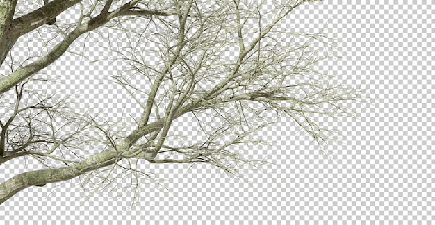 PSD forêts isolées composition de branches d'arbres séchées hautes sur des arrière-plans transparents illustration 3d png