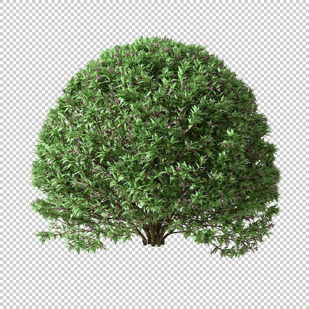 Forma decorativa arbustos verdes formas de árboles aislados fondos transparentes representación 3d