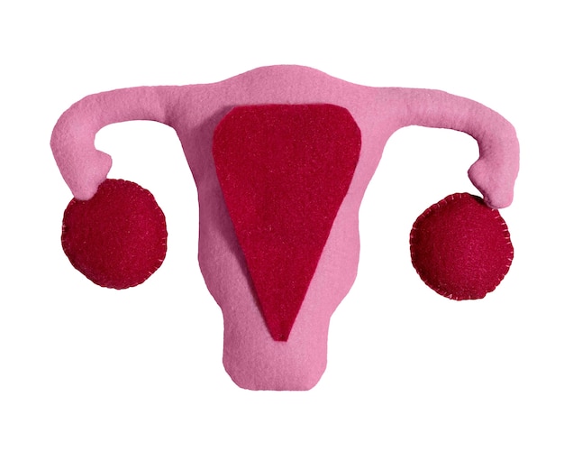PSD forma de los ovarios y el útero aislados