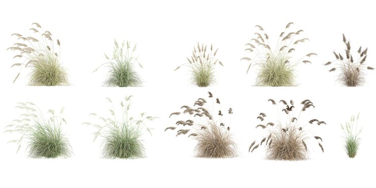 PSD las formas de la hierba de la selva pampas recorte 3d render png set