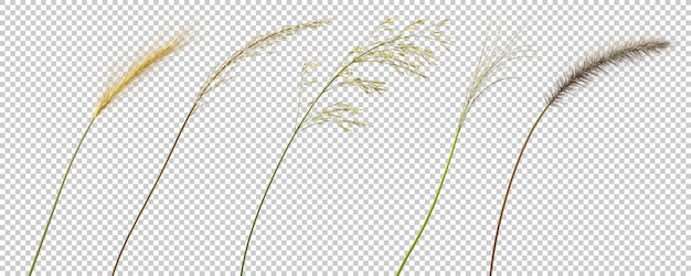 PSD formes de fleurs d'herbe de prairie nature gros plan sur fond transparent rendu 3d