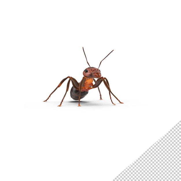Formica PNG