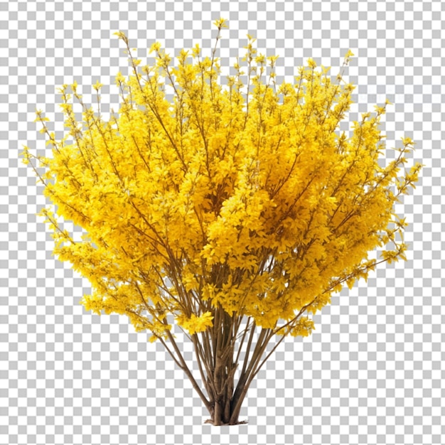 PSD le forsythia sur un fond transparent