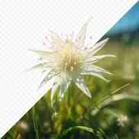 PSD foto de alta calidad de un prado verde con una flor de edelweiss