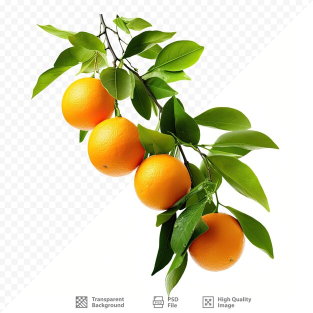 PSD una foto de un árbol con naranjas en él