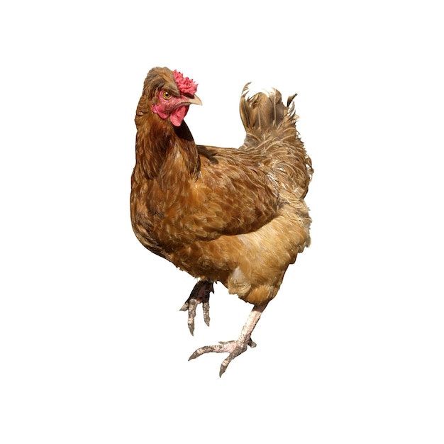 Una foto detallada de un pollo marrón contra un fondo blanco limpio