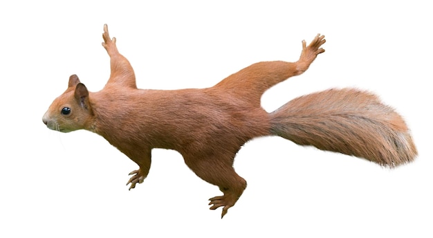 Foto di scoiattolo di alta qualità con pose naturali per progetti sulla fauna selvatica e la foresta
