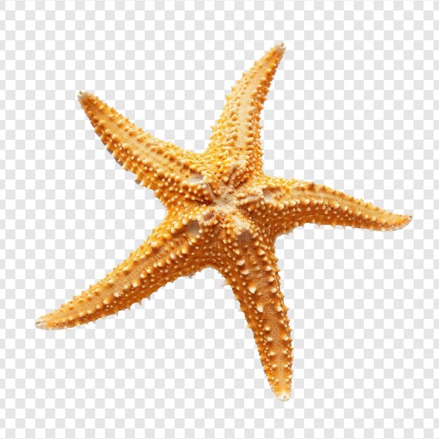 PSD foto de estrella de mar aislada en fondo transparente psd