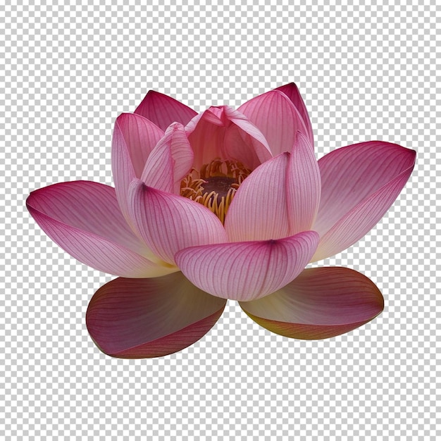Una foto de una flor de loto rosa con un fondo blanco