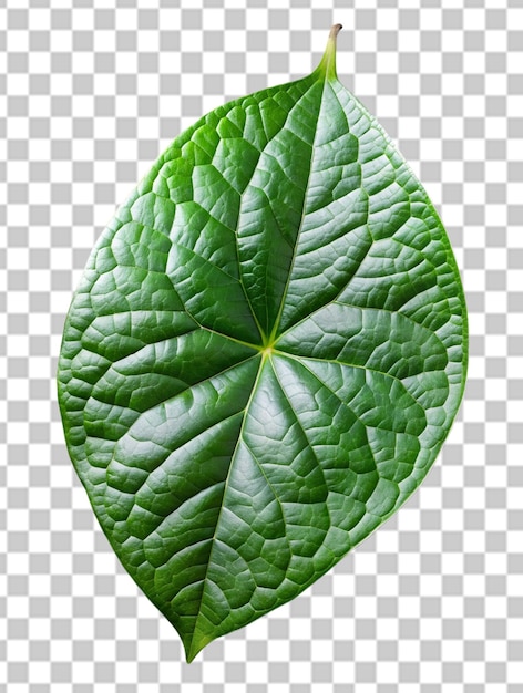 PSD foto de una hoja verde jugosa