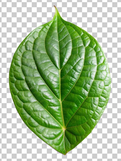 Foto de una hoja verde jugosa