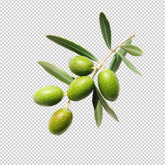 Foto de oliva verde con hojas fondo blanco luz del día color plano primer plano pequeña sombra v 6 id de trabajo 92d85e37946c4734977fac1a7994c390