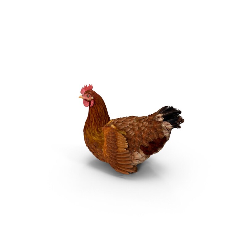 PSD foto realista de una gallina marrón contra un fondo blanco