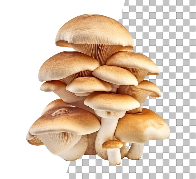 Foto vegetale di funghi isolata con sfondo trasparente