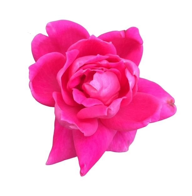 Fotografia de linda flor de rosa rosa magenta