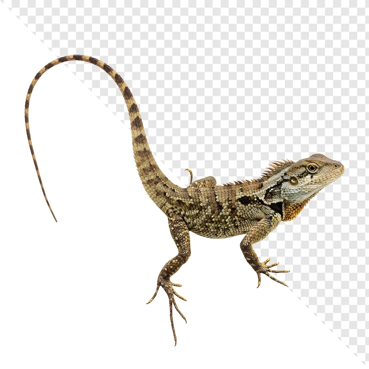 PSD una fotografía detallada de un dragón de agua australiano aislado en blanco