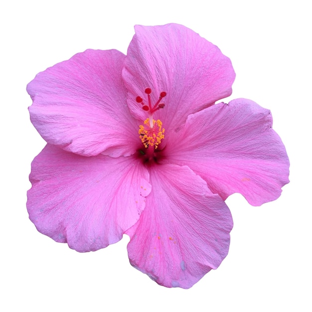 PSD fotografía de flor rosa de hibisco hawaiano