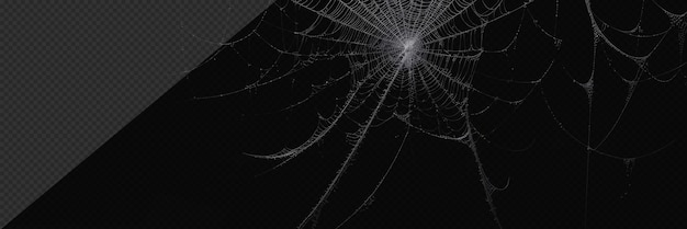 Fotorealistisches Spinnennetz