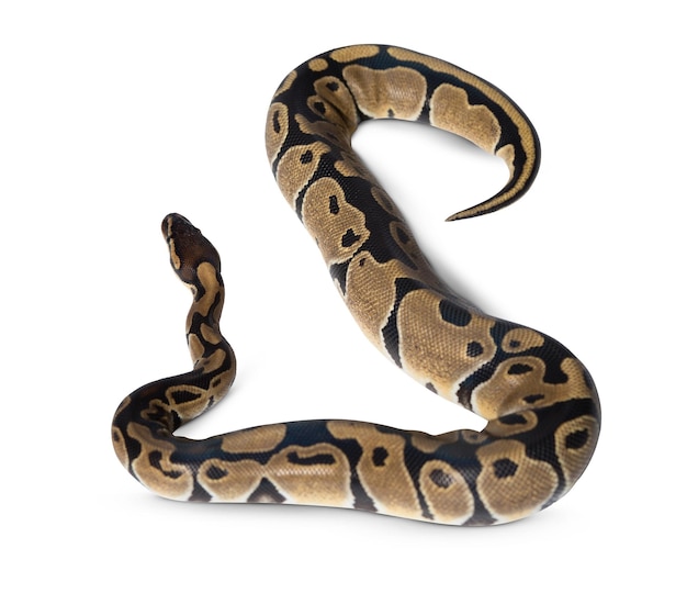 Fotos de cobra de alta resolução com poses enroladas e rastejantes para animais selvagens e exóticos