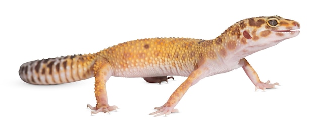 Fotos de lagarto natural com detalhes de alta qualidade para projetos de vida selvagem e natureza