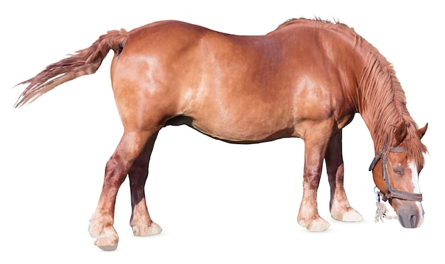 Fotos majestosas de cavalos com posturas naturais de pé e de pastagem para projetos de fazenda e vida selvagem