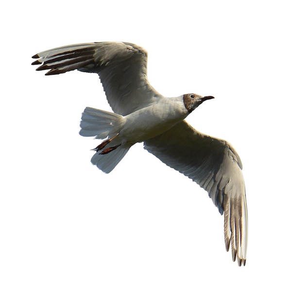 Fotos von fliegenden und stehenden Tauben für städtische Wild- und Naturschutzprojekte