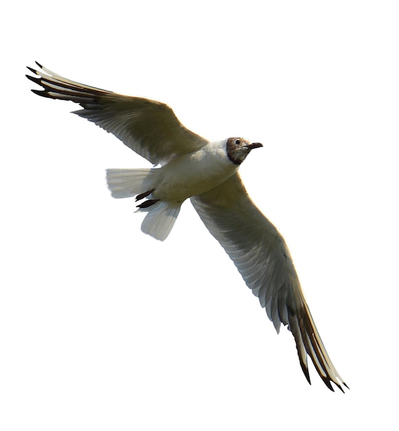 Fotos von fliegenden und stehenden Tauben für städtische Wild- und Naturschutzprojekte