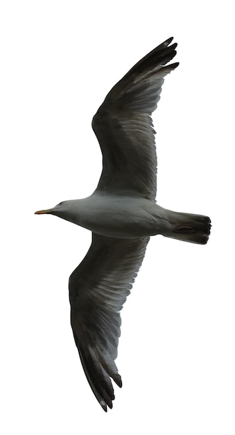 Fotos von fliegenden und stehenden Tauben für städtische Wild- und Naturschutzprojekte