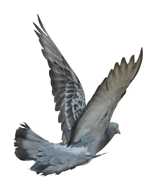Fotos von fliegenden und stehenden Tauben für städtische Wild- und Naturschutzprojekte