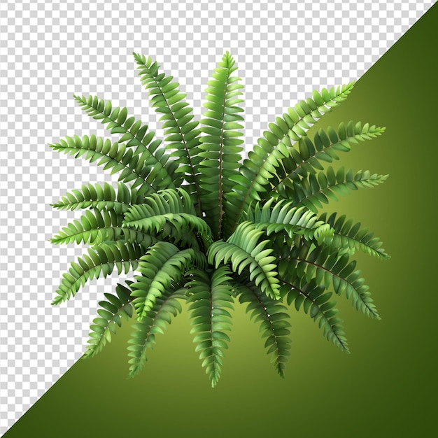 PSD la fougère de boston nephrolepis exaltata png