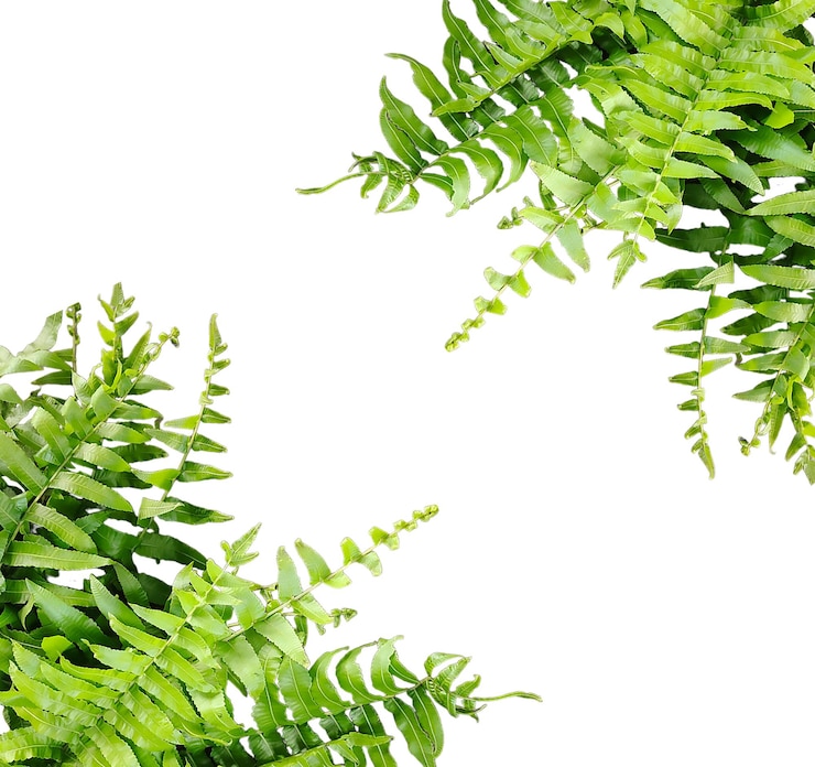 PSD une fougère verte avec des feuilles vertes sur un fond transparent png