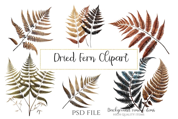 PSD fougères séchées et fleurs ensemble clipart pour les invitations de journaux d’éléments décoratifs et les conceptions graphiques