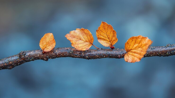 PSD four brown leaves on a thin branch with a blue blurred background