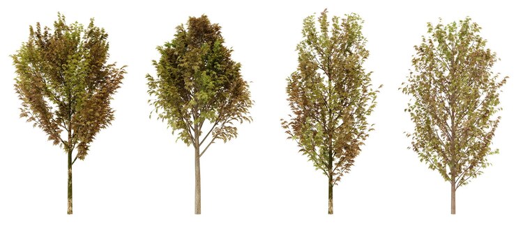 PSD four images of dried plant material in various stages of decomposition