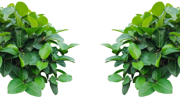Frame di albero di banyan fresco con foglie verdi isolate su bianco un ingrediente vegetale naturale