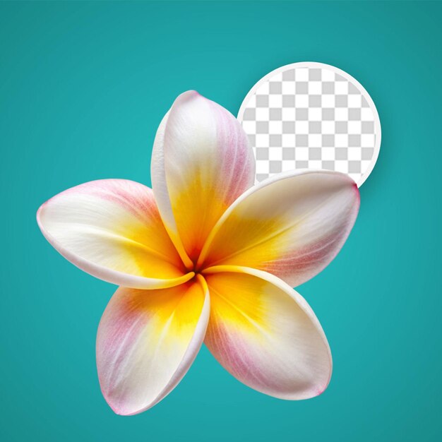 PSD frangipani aislado sobre un fondo transparente