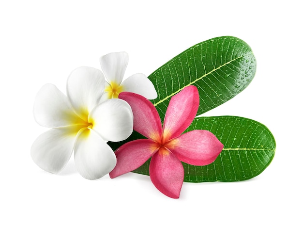 PSD frangipani-blüten mit durchsichtigen blättern im hintergrund.