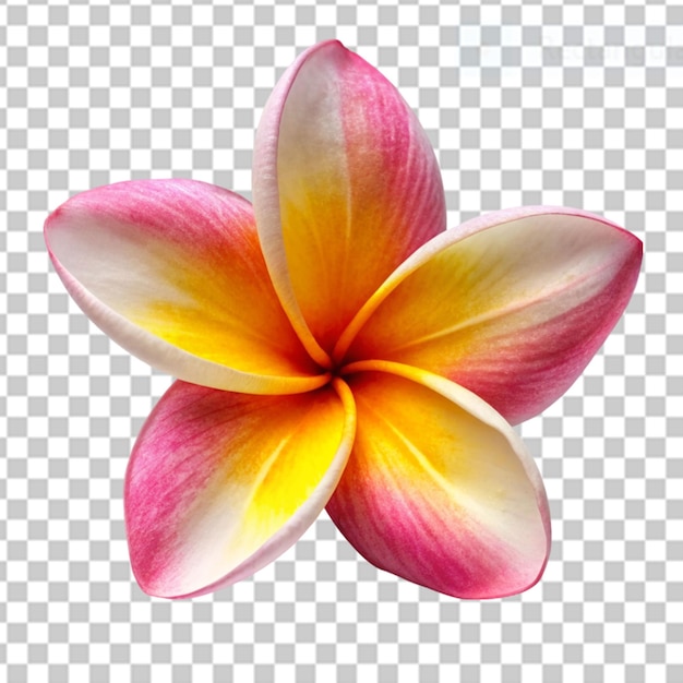 PSD frangipani-blumen auf durchsichtigem hintergrund