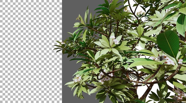 Frangipani flor png renderização 3D transparente