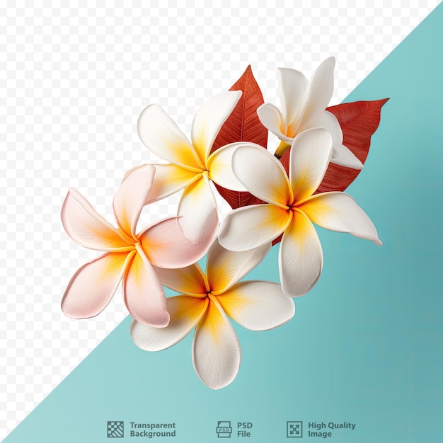 PSD frangipani florece sobre un fondo transparente